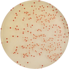 CHROMagar Campylobacter